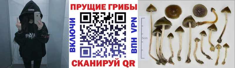 Псилоцибиновые грибы прущие грибы  ссылка на мегу ССЫЛКА  Крымск  закладка 